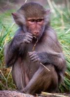 Young Baboon�